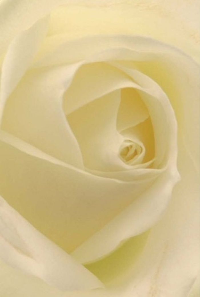 Step closer into the intimate centre of this classic white rose, fashioned with the experienced touch of a Wealdstone florist attuned to moments both grand and tender. Layers of pure white and creamy tones blend seamlessly, the gentle illumination skimming each petal as if the flower were lit from inside, conjuring a mood of tranquillity and quiet elegance. The spiral heart of the bloom is nearly flawless, suggesting purity and quiet resilience-qualities that resonate with the steadfast spirit along Kenton Road or under the canopy of Bentley Priory Nature Reserve. Subtle nuances in shadow and hue reveal the complexity beneath this apparent simplicity, making the rose a fitting offering for all of life's significant occasions: from apologies and romantic gestures to wedding centrepieces that radiate understated beauty. Its fragrance is clean and serene, always appropriate but never overwhelming, an olfactory reminder of the extreme care woven into every arrangement created in Wealdstone. Each petal's matte, creamy texture and natural rhythm bear witness to the artistry and devotion behind every bouquet we prepare.